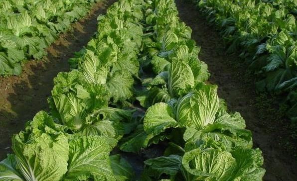  [收购]去年收购6毛每斤，今年收购价4毛一斤，还得请人工，还要