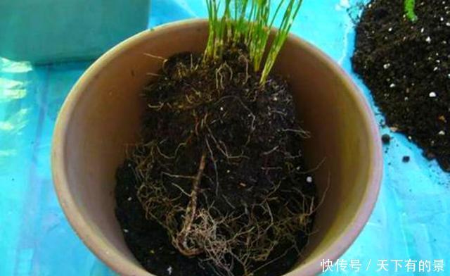 土壤|开春换土少了这一步,根系受损更严重,还不如不换