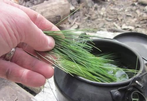 这树的叶子似尖针，以前农民拿它当柴火，现在一斤50元卖高价