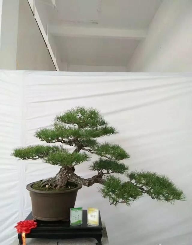 中国?新沂第二届精品盆景展回顾