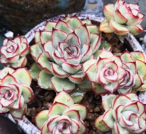  「脸盲」36种多肉图谱，啥肉都能叫上名，不再脸盲！