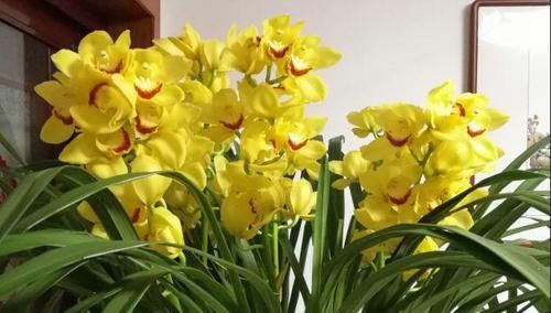  『开眼』今年最火的6种兰花，一开满屋飘香，美的让人移不开眼！