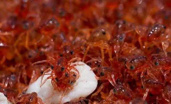 红色生物大量入侵澳洲岛屿