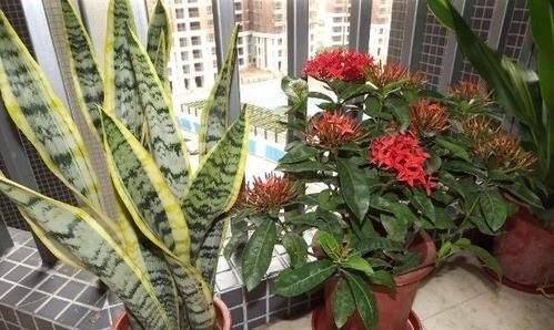 [油烟机里]厨房里一种垃圾，用来养花，，四季油绿，新叶花苞一起长！