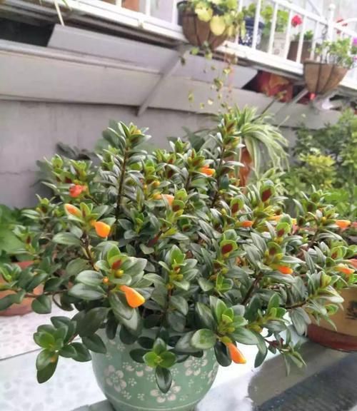  【对光照的需求】11种耐阴花，光不好也能嗖嗖长，开出2米大花墙！