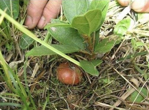  #结出来#山坡下的1种“地瓜泡”，果子比“樱桃”漂亮，见到别踩它，珍贵