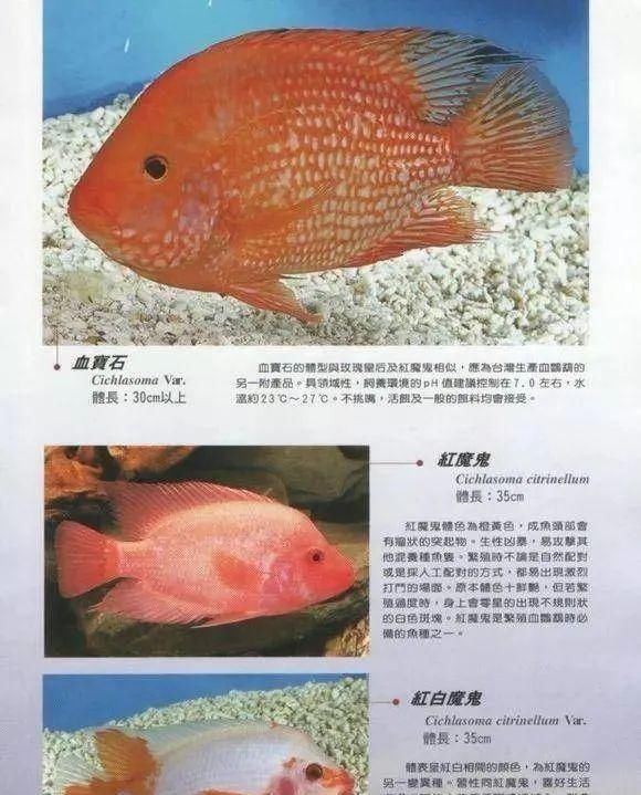 #水族市场上#美洲慈鲷之美，您细品