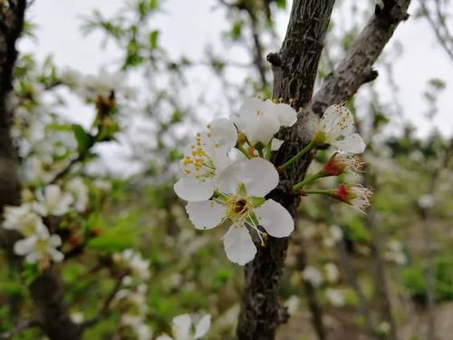 又是一年李花俏，美丽上寨等你来