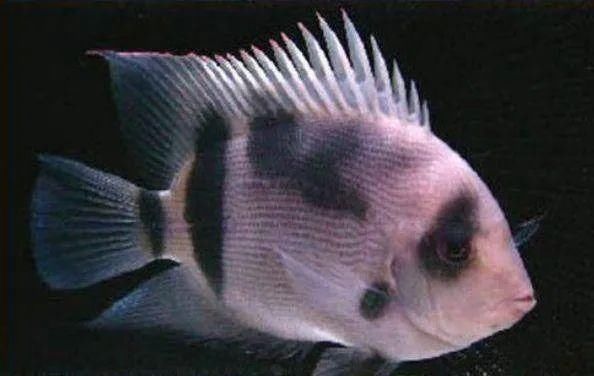 #水族市场上#美洲慈鲷之美，您细品