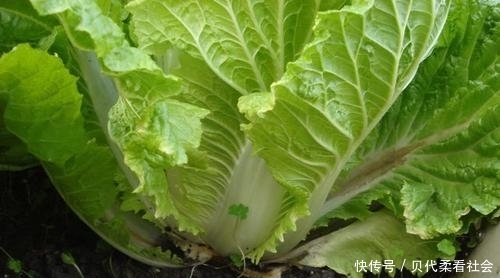  「受益」秋季白菜提高产量，单株可达五六斤，农民早看早受益
