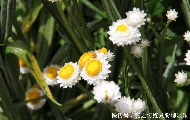  烂漫@新手就养5种花，好养易爆盆，养盆在阳台，傲然挺立，烂漫又迷人