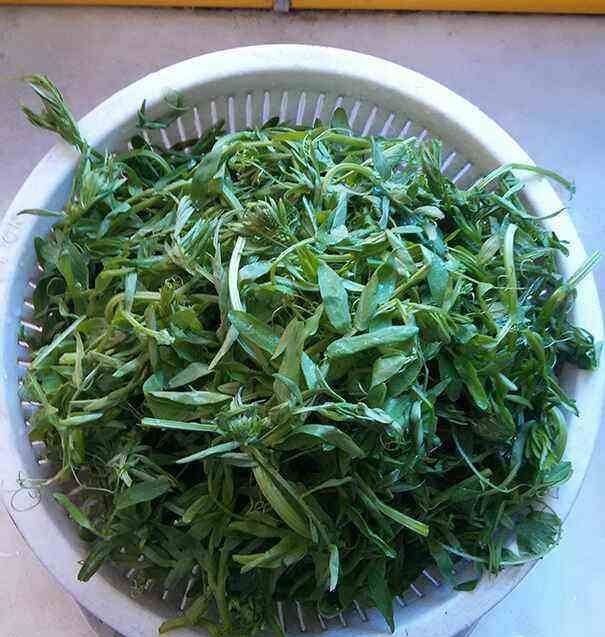 「野豌豆」这种野生豌豆堪比山珍,掐点嫩芽唇齿留香,揪点种子自家就能种