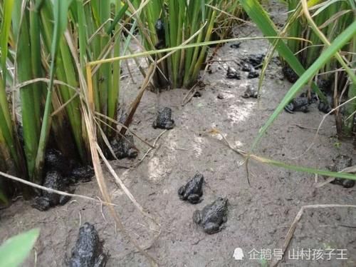  [稻田]稻田里的“活人参”，曾用来喂鸡鸭，如今人工养殖35元一