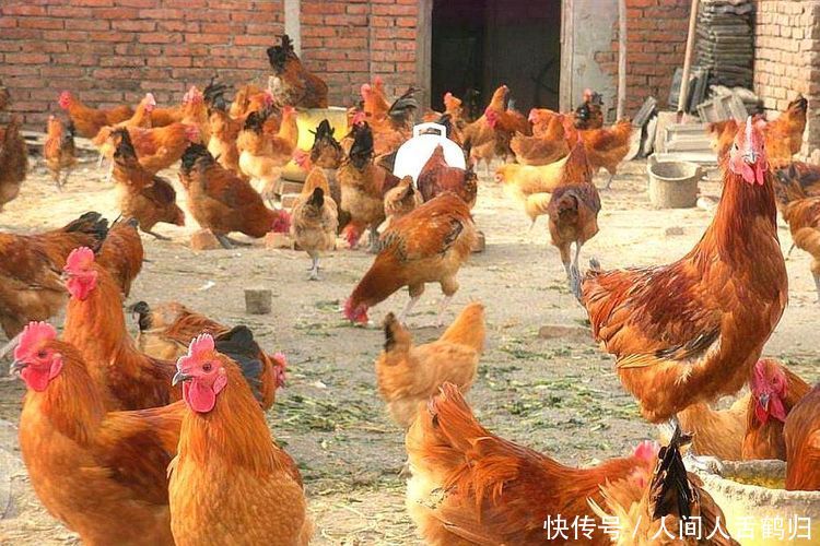  「鸡舍」农村一种家禽，曾经不被重视，现一斤20元，农民年收入5