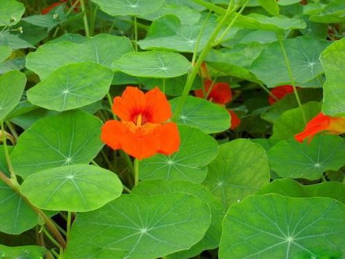 『大片』花似“金钟”叶似荷,一盆泛滥一大片,美轮美奂的旱金莲你会养吗