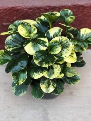  『开放』这植物专门用来观叶，花朵开放就被剪掉，还有大把人喜欢