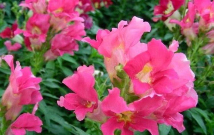  『爱爆』几种花寓意吉祥，好养开花美，沾土就活，特爱爆盆，谁养谁喜欢！