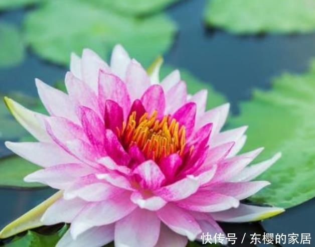 「水里」“4种花”插水里就活,开花惊艳,好养活,不会养花就养它!