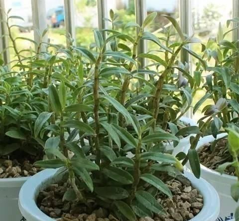  「随便」这“5种花”随便买，叶片绿、开花艳，越养越喜欢