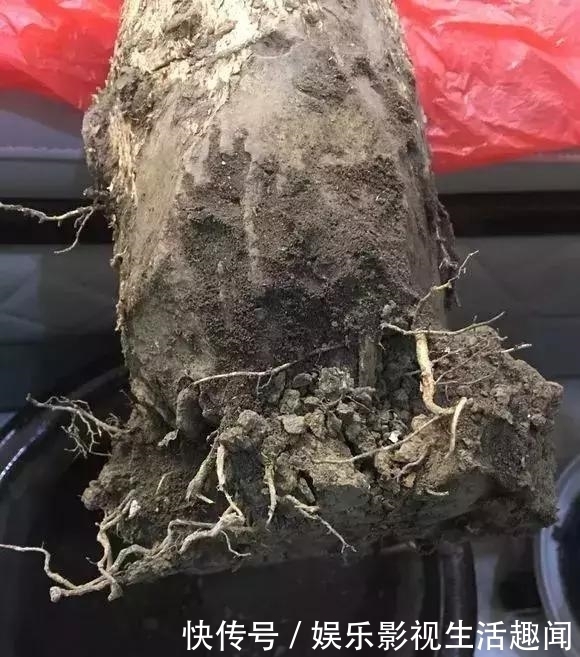 花友@老花匠:3种土别乱用,不然花草难养,总烂根黄叶!