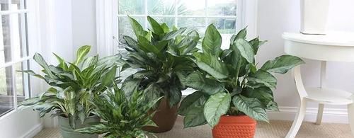  『精致』极其耐阴的几种观赏植物，养成桌面上的精致盆栽