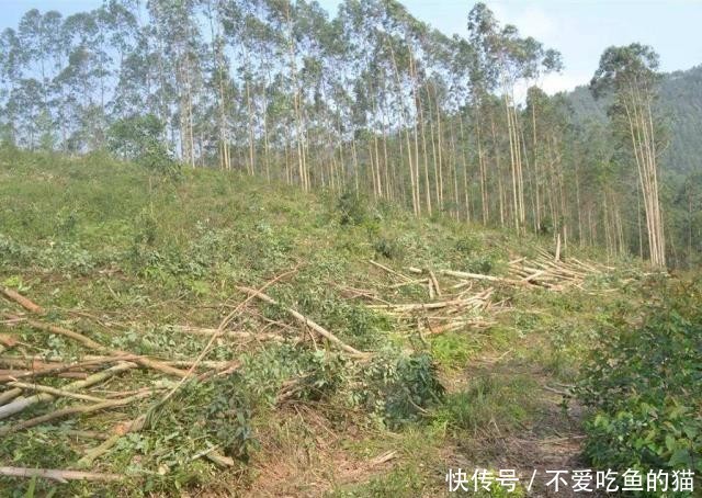 树叶含有黄金，曾被农民称作“摇钱树”，如今却遭人唾弃大量砍伐