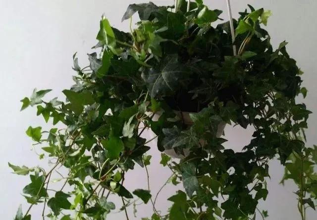 猪笼草|一个房间一盆花,清新驱蚊虫