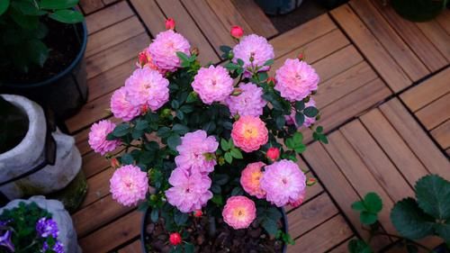  阳台@家养此款植物，开花勤花量大，比绿萝还好养，养在阳台美成花海