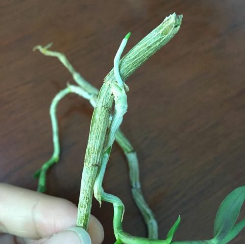 『石斛』分享我的石斛故事:养石斛兰根系不是那么重要,无根也能冒芽开花