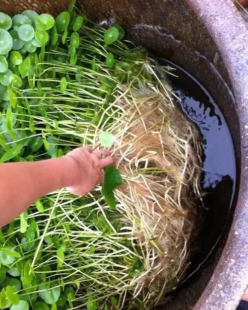 养护:铜钱草养护需要掌握三点,你都注意到了么?