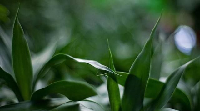  『救活』富贵竹黄叶就扔？直接来几刀，用点“药”，就救活，叶子油绿！