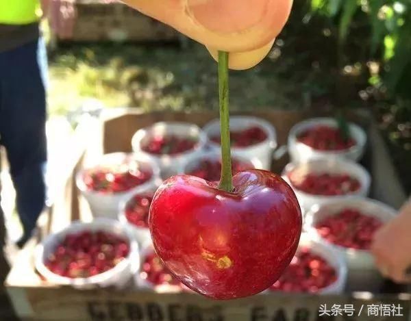 中国人吃掉智利85%的樱桃!天猫完全改变了一