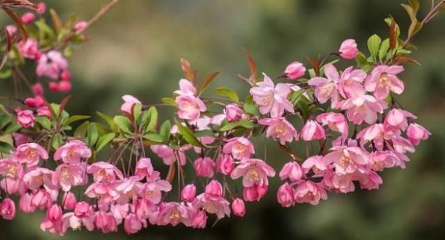  不忙|新手养垂丝海棠，不急不忙“一口干”，花芽、花苞冒，花开一大片