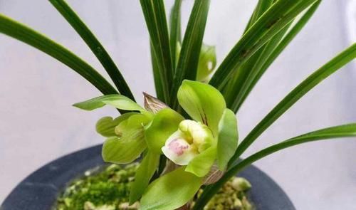 「种植的兰花」讲一下兰花的服盆,如何判断兰花是真正的成活了?不要假活当服盆