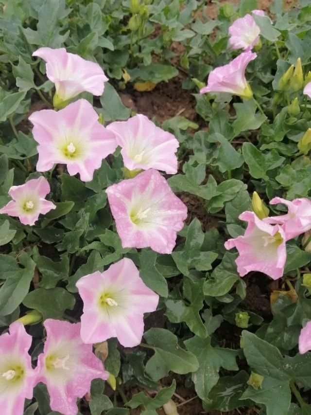 『开花』麦子,也是开花的