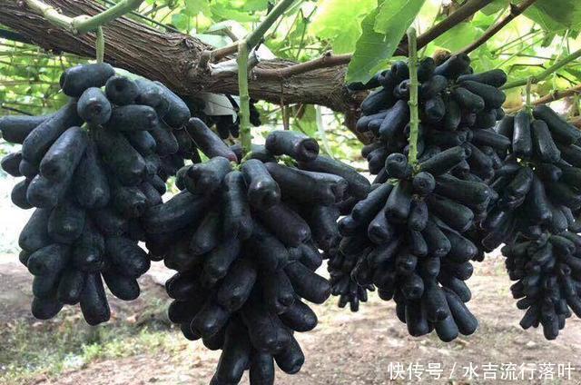 绿萝@此种葡萄,葡萄中的爱马仕,结果甜如蜜枣,好养似绿萝!