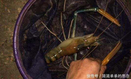  『已有』巨虾入侵！这种能长到一米长的“河虾”现身我国水域已有多人钓获！