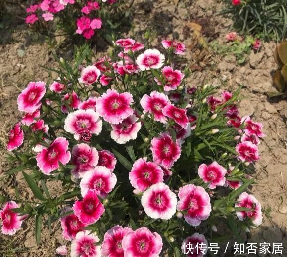  [便宜货]几种便宜货，5块钱买一盆，养在家爆炸式的开花，阳台变花海