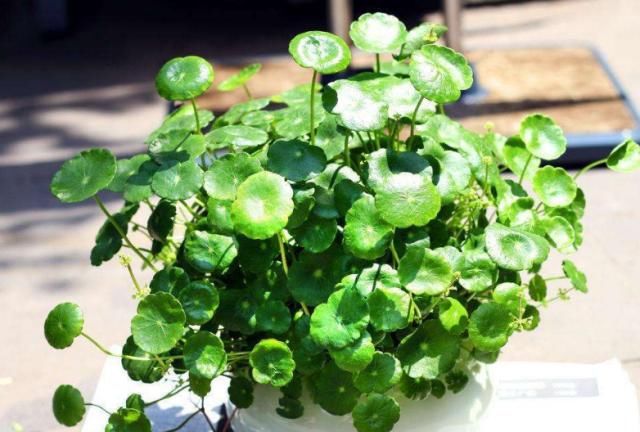  小花：养花怎么浇水？浇水也要讲方法，小花花：再乱浇，分分钟死给你看