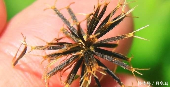  「小霸王」农村植物“小霸王”, 一株可结千颗籽, 过去当成害草,