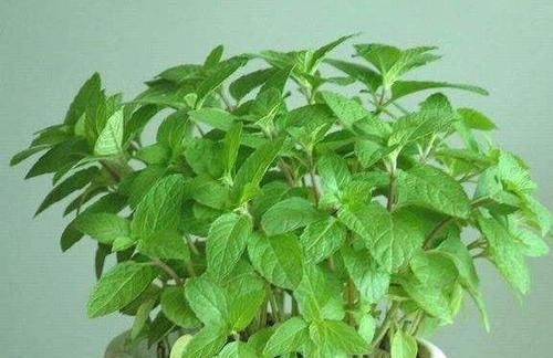  到了夏天：家中养4盆“驱虫花”，净化空气还驱虫，最后1种花，还有清香味