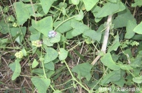 「三角形」路边有“1种野草”奇特,被称为“杠板归”,叶片三角形,珍贵!