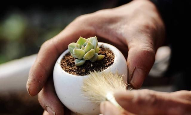  「植物」养多肉植物为啥一定要学会叶插？5个理由够不够，不够再加1个