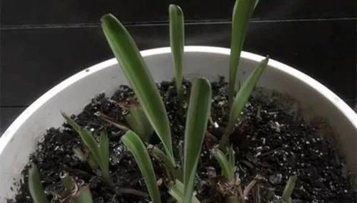  [植物]吊兰，文竹，发财树黄叶子，咔咔“剃光头”，两周绿叶长爆盆