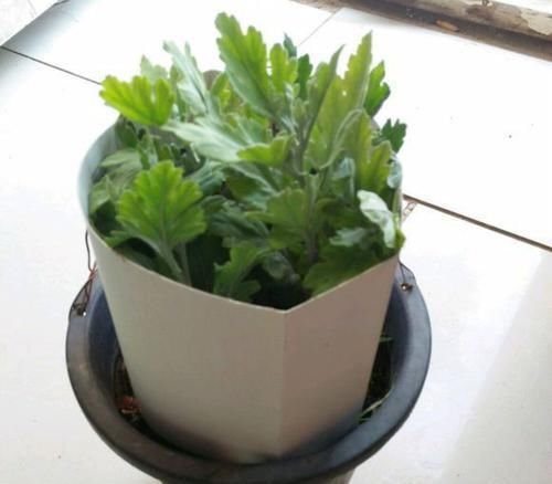 发根:烂根的君子兰水苔捂一捂,发根很轻松,只需3个月,小白根爆盆