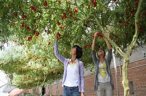  番茄：农家院种的西红柿，现代技术让它秧变成“树”，单株收获几百斤