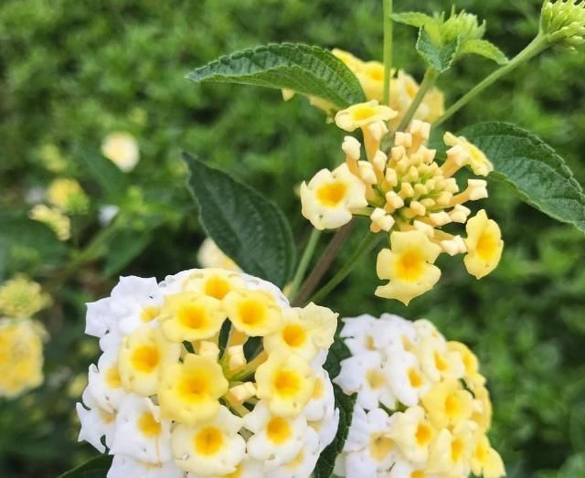  [猛长]最“害怕”水的2种花卉，30天不用浇水，也能猛长，实现爆盆！