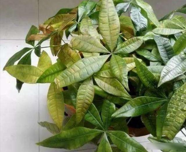  「光照」家里养发财树，不小心犯3种错误，植株易出现黄叶烂根