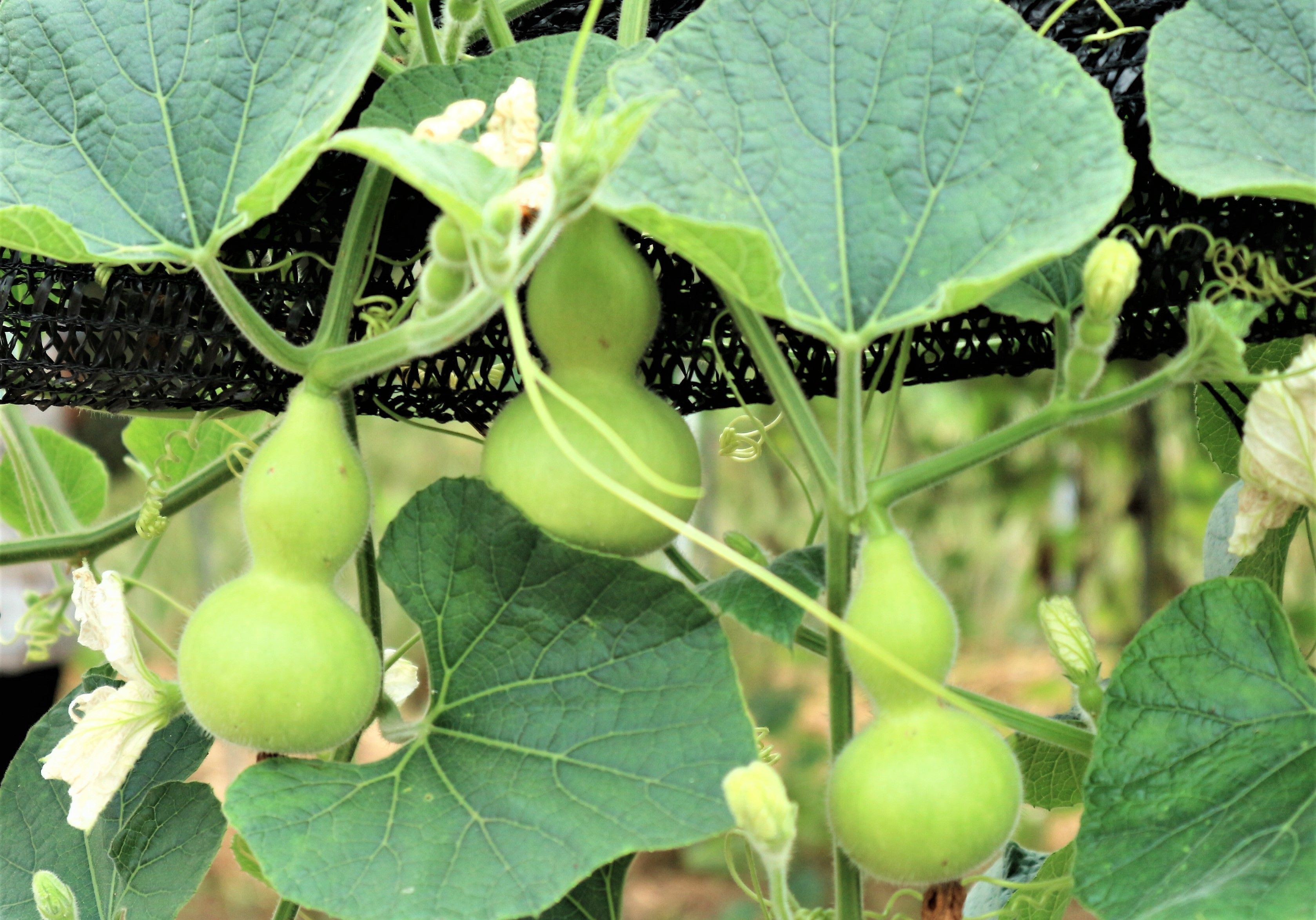 农民种植小葫芦，受到冷嘲热讽，2亩收入60000元，村民们羡慕