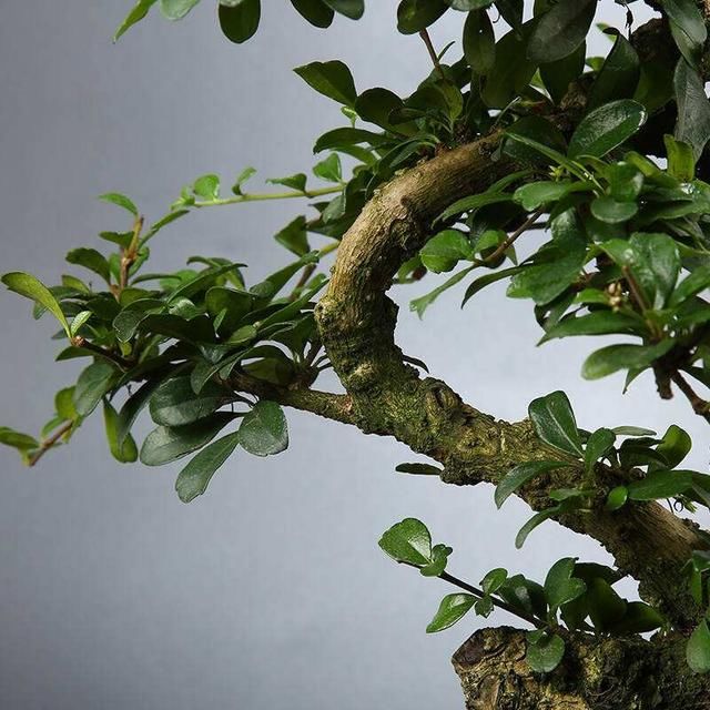 室内种植茶盆景最雅致！福建茶最受欢迎，你会制作吗？